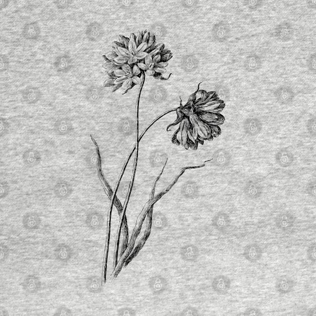 Wildflower Black and White Botanical Illustration by Biophilia